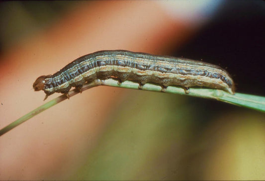 Armyworm: Recover Your Lawn In 2 Easy Steps