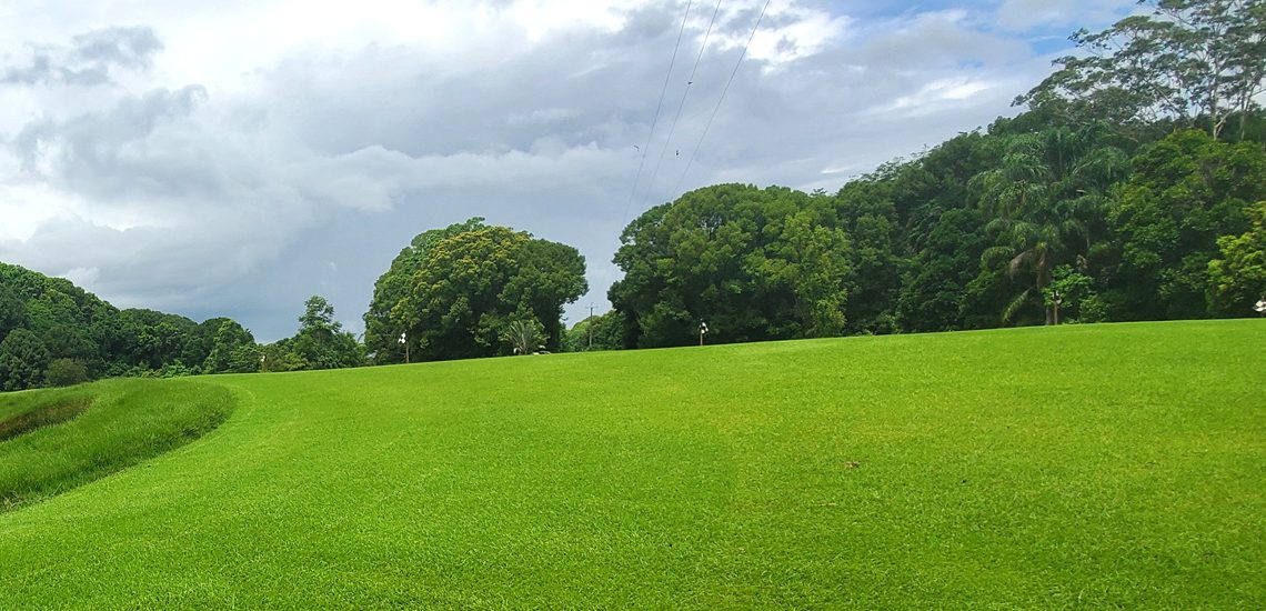 Primo Zoysia