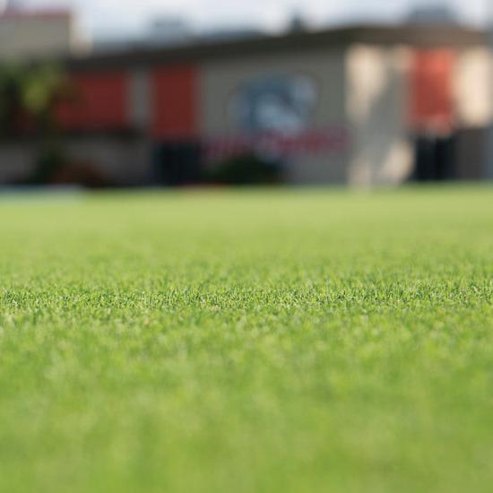 Primo Zoysia