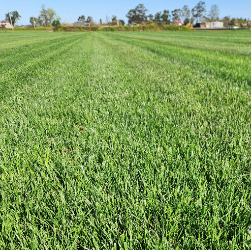 Close up image of Eureka Kikuyu Grass