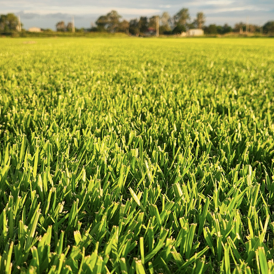 Zoysia Australis